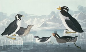 Guillemot ذو الحنجرة السوداء ، Nobbed-Billed Auk ، Curled-Crested Auk ، Horn-Billed Guillemot ، مستمدة من الطبيعة بواسطة جون جيمس أودوبون