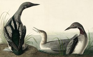 الغطاس الحنجرة السوداء ، Colymbus Arcticus ، من "طيور أمريكا" بقلم جون ج. أودوبون ، حانة. 1827-38 بواسطة جون جيمس أودوبون