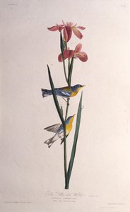 هازجة زرقاء صفراء مدعومة. من طيور أمريكا ، 1827-1838. بواسطة جون جيمس أودوبون