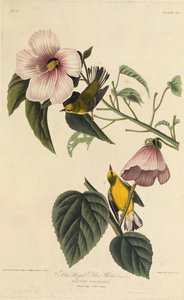 هازجة صفراء مجنحة. من طيور أمريكا ، 1827-1838. بواسطة جون جيمس أودوبون