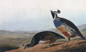 حافظة كاليفورنيا ، من "طيور أمريكا" ، نقشها روبرت هافيل (1793-1878) 1838