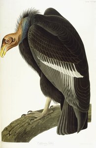 نسر كاليفورنيا ، ذكر قديم ، 1838