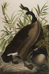 أوزة كندا ، 1827-1838 (مرحاض على ورق) بواسطة جون جيمس أودوبون
