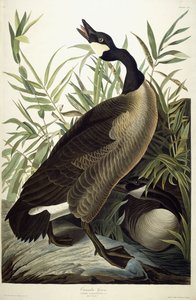 أوزة كندا ، 1827-1838 بواسطة جون جيمس أودوبون