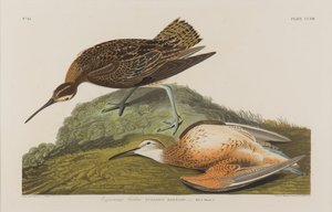 Esquimax Curlew ، 1834 (مرحاض على ورق) بواسطة جون جيمس أودوبون