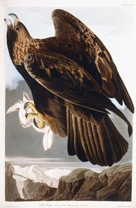 النسر الذهبي ، 1833 بواسطة جون جيمس أودوبون