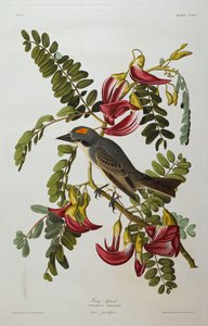 طاغية رمادي. رمادي Kingbird بواسطة جون جيمس أودوبون