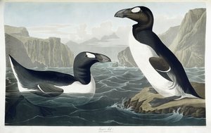 أوك العظيم ، 1836 بواسطة جون جيمس أودوبون