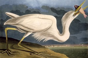 هيرون الأبيض العظيم ، من "طيور أمريكا" ، نقشه روبرت هافيل (1793-1878) 1835 بواسطة جون جيمس أودوبون