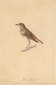 الناسك القلاع 1820. بواسطة جون جيمس أودوبون