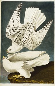 أيسلندا أو جير فالكون. Gyrfalcon بواسطة جون جيمس أودوبون