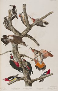 رسم توضيحي من فيلم "Birds of America" بواسطة جون جيمس أودوبون
