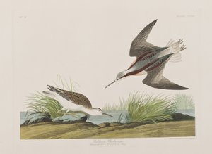 رسم توضيحي من فيلم "Birds of America" بواسطة جون جيمس أودوبون