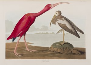 رسم توضيحي من فيلم "Birds of America" بواسطة جون جيمس أودوبون