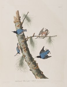 رسم توضيحي من فيلم "Birds of America" بواسطة جون جيمس أودوبون