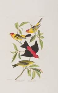 رسم توضيحي من فيلم "Birds of America" بواسطة جون جيمس أودوبون