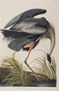 رسم توضيحي من فيلم "Birds of America" بواسطة جون جيمس أودوبون