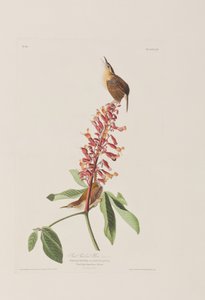 رسم توضيحي من فيلم "Birds of America" بواسطة جون جيمس أودوبون
