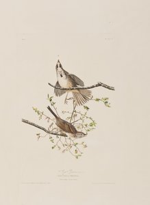 رسم توضيحي من فيلم "Birds of America" بواسطة جون جيمس أودوبون
