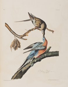 رسم توضيحي من فيلم "Birds of America" بواسطة جون جيمس أودوبون