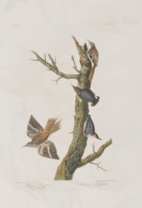 رسم توضيحي من فيلم "Birds of America" بواسطة جون جيمس أودوبون