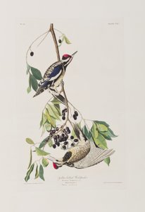 رسم توضيحي من فيلم "Birds of America" بواسطة جون جيمس أودوبون