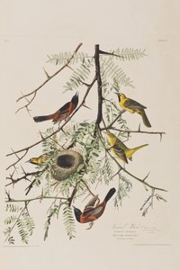 رسم توضيحي من فيلم "Birds of America" بواسطة جون جيمس أودوبون