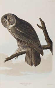 رسم توضيحي من فيلم "Birds of America" بواسطة جون جيمس أودوبون