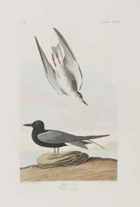 رسم توضيحي من فيلم "Birds of America" بواسطة جون جيمس أودوبون