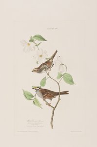 رسم توضيحي من فيلم "Birds of America" بواسطة جون جيمس أودوبون