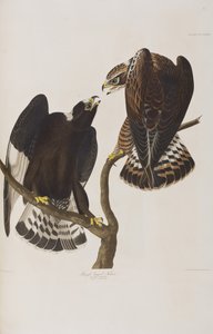رسم توضيحي من فيلم "Birds of America" بواسطة جون جيمس أودوبون