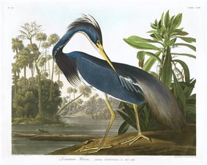 لويزيانا هيرون 1834