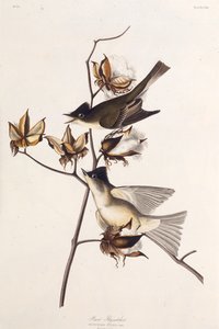 Pewit Flycatcher. من طيور أمريكا ، 1827-1838. بواسطة جون جيمس أودوبون