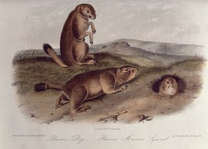 كلب البراري من "Quadrupeds of North America" ، 1842-5 ، (الطباعة الحجرية) بواسطة جون جيمس أودوبون
