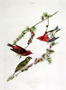 بيربل فينش ، من "طيور أمريكا" ، منقوش بواسطة ويليام هوم (1788-1859) بواسطة جون جيمس أودوبون