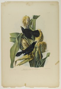 أرجواني Grackle أو Common Crow Blackbird ، طبعه Julien Bien ونشرته Roe Lockwood & Son ، 1861 (chromolithograph) بواسطة جون جيمس أودوبون