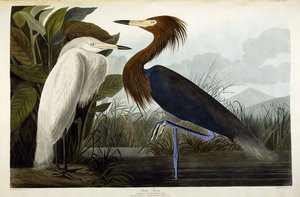 بيربل هيرون ، c.1835 بواسطة جون جيمس أودوبون