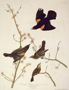 زرزور ذي أجنحة حمراء ، من "طيور أمريكا" ، نقشه روبرت هافيل (1793-1878) نشر عام 1820 بواسطة جون جيمس أودوبون