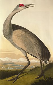ساندهيل كرين ، من "طيور أمريكا" ، نقشها روبرت هافيل (1793-1878) 1835
