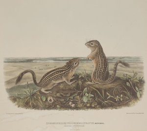 Spermophilus Tridecemlineatus (اثنان من السناجب الفهد) بواسطة جون جيمس أودوبون