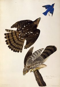 ستانلي هوكس. من طيور أمريكا ، 1827-1838. بواسطة جون جيمس أودوبون