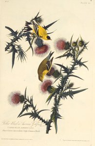 طائر الحسون الأمريكي. من طيور أمريكا ، 1827-1838. بواسطة جون جيمس أودوبون