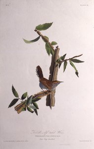 العصافير Bewicks. من طيور أمريكا ، 1827-1838. بواسطة جون جيمس أودوبون