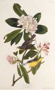 هازجة كندا. من طيور أمريكا ، 1827-1838. بواسطة جون جيمس أودوبون