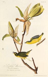 هازجة كنتاكي. من طيور أمريكا ، 1827-1838. بواسطة جون جيمس أودوبون