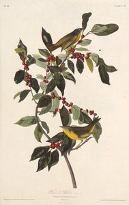 هازجة ناشفيل. من طيور أمريكا ، 1827-1838. بواسطة جون جيمس أودوبون