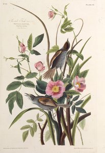 فينش على جانب البحر. من طيور أمريكا ، 1827-1838. بواسطة جون جيمس أودوبون