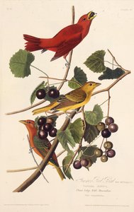 طائر الصيف الأحمر. من طيور أمريكا ، 1827-1838. بواسطة جون جيمس أودوبون
