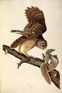البومة المحظورة. من طيور أمريكا ، 1827-1838. بواسطة جون جيمس أودوبون