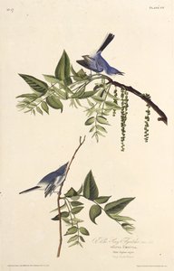 الماسك الأزرق الرمادي. من طيور أمريكا ، 1827-1838. بواسطة جون جيمس أودوبون